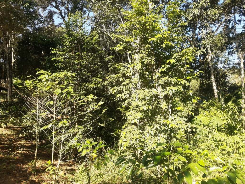SÍtio de 20.000 m² com nascente