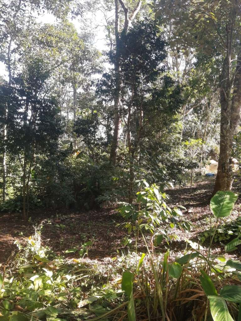 SÍtio de 20.000 m² com nascente