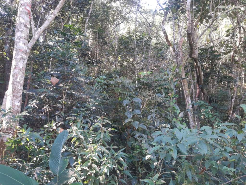 SÍtio de 20.000 m² com nascente