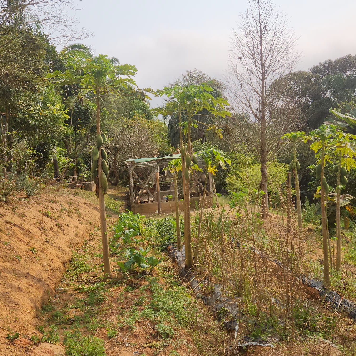 Sitio com 20.356 m²  - apenas 550 mil