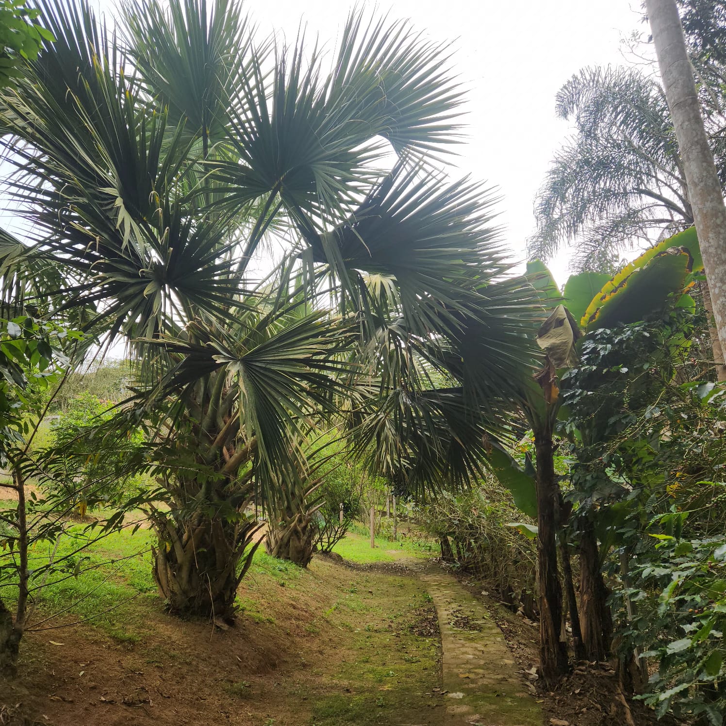 Sitio com 20.356 m²  - apenas 550 mil