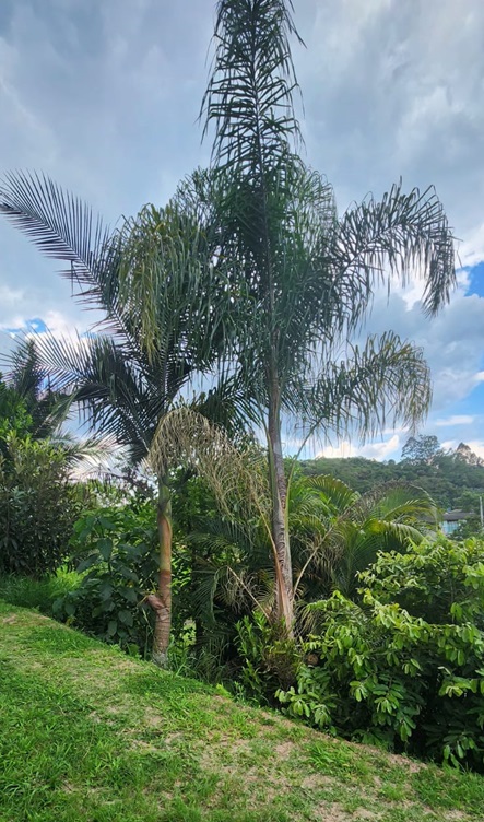 Chácara em salesópolis - r$ 520.000,00