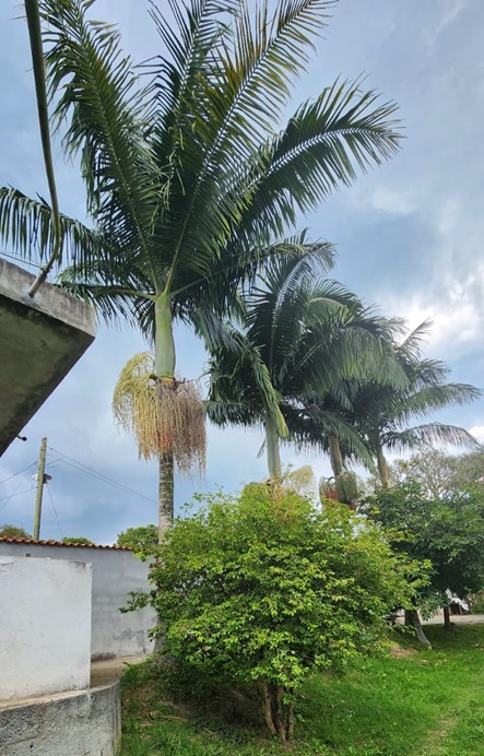 Chácara em salesópolis - r$ 520.000,00