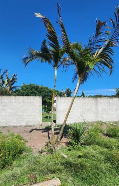 Chácara biritiba mirim – 2.129 m² de tradição e conforto por apenas r$ 600.000