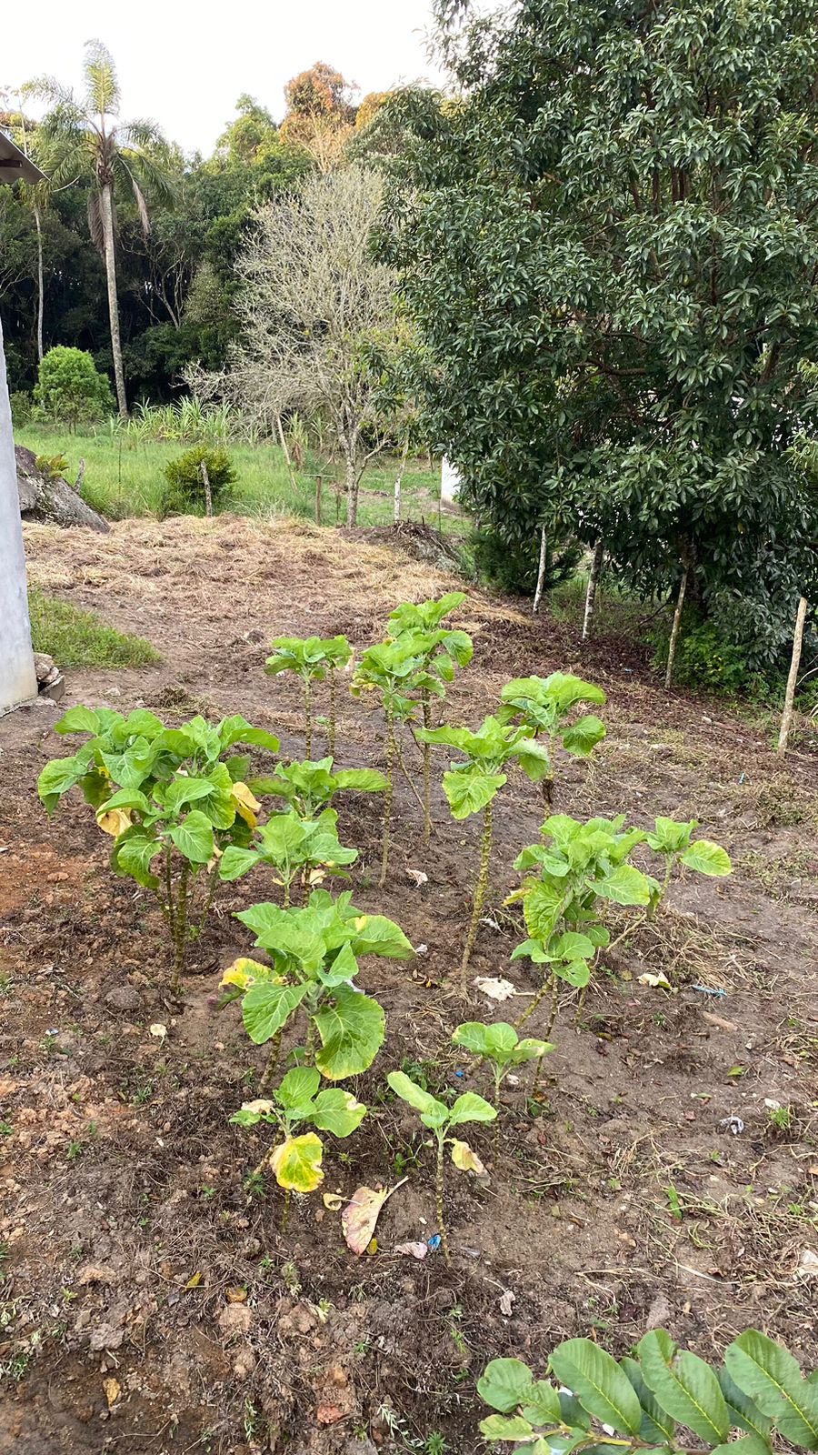 Oportunidade! chácara c/ 2 casas em biritiba mirim