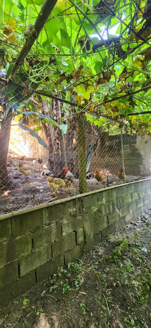 Oportunidade imperdível em biritiba mirim – 3 chácaras por apenas r$ 950.000!