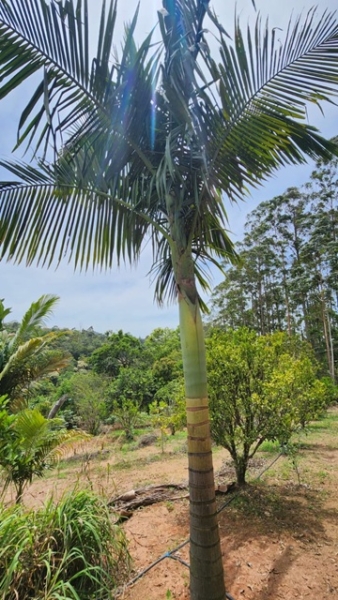 ChÁcara À venda no nirvana, biritiba mirim/sp valor: r$ 420.000,00