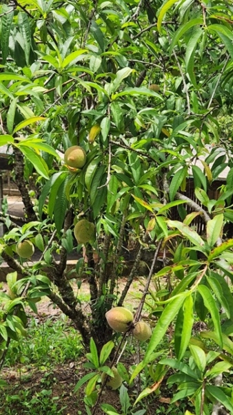 ChÁcara À venda no nirvana, biritiba mirim/sp valor: r$ 420.000,00