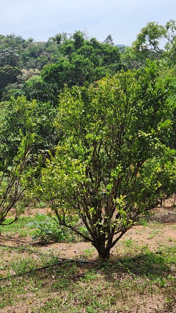 ChÁcara À venda no nirvana, biritiba mirim/sp valor: r$ 420.000,00