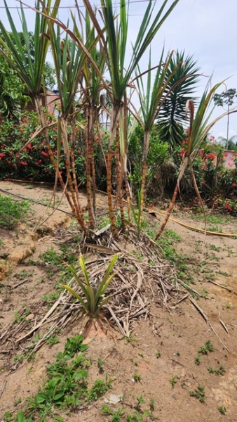 ChÁcara À venda no nirvana, biritiba mirim/sp valor: r$ 420.000,00