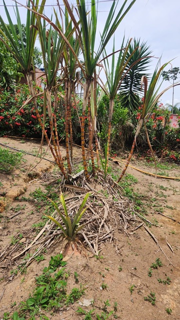 ChÁcara À venda no nirvana, biritiba mirim/sp valor: r$ 420.000,00