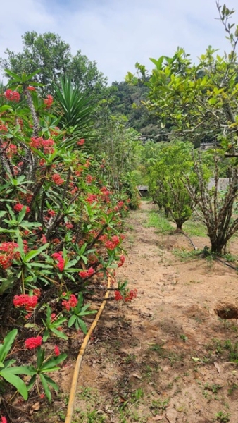 ChÁcara À venda no nirvana, biritiba mirim/sp valor: r$ 420.000,00