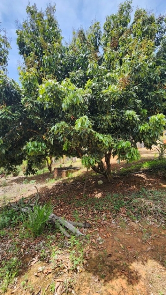 ChÁcara À venda no nirvana, biritiba mirim/sp valor: r$ 420.000,00