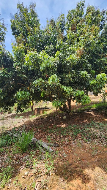 ChÁcara À venda no nirvana, biritiba mirim/sp valor: r$ 420.000,00