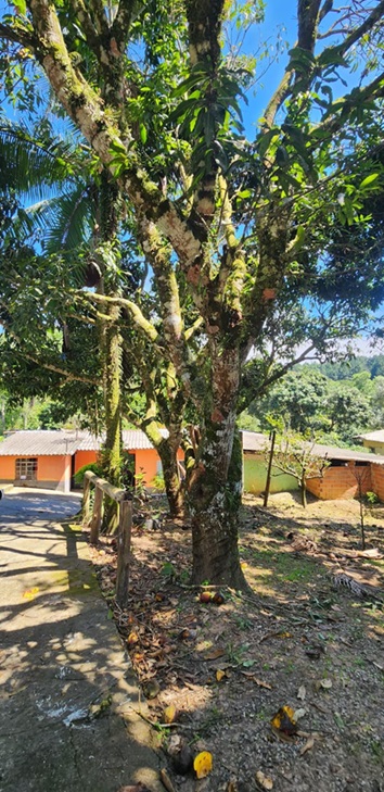 Chácara pé no asfalto biritiba mirim 6 dormitórios apenas 430 mil