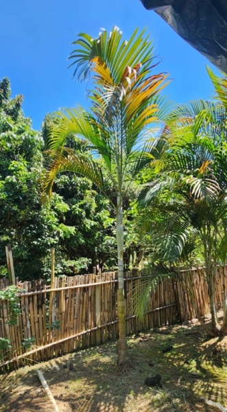 Chácara pé no asfalto biritiba mirim 6 dormitórios apenas 430 mil