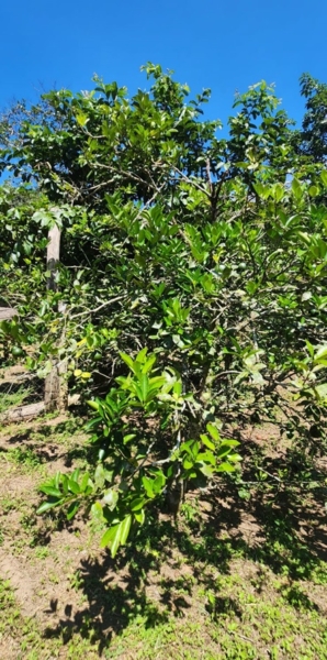 Chácara pé no asfalto biritiba mirim 6 dormitórios apenas 430 mil