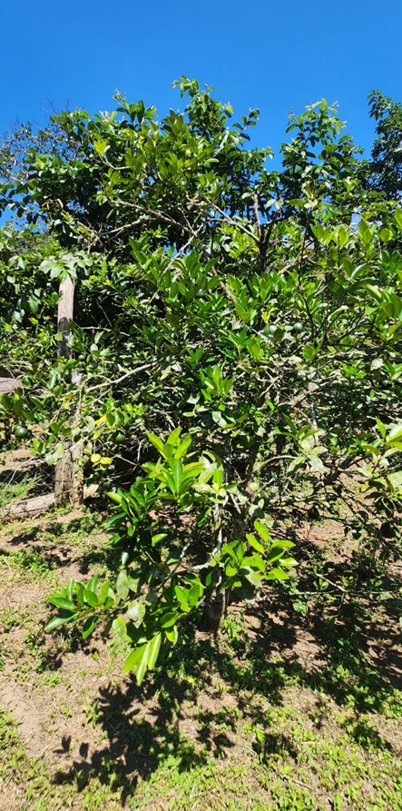 Chácara pé no asfalto biritiba mirim 6 dormitórios apenas 430 mil