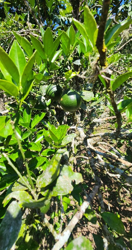 Chácara pé no asfalto biritiba mirim 6 dormitórios apenas 430 mil