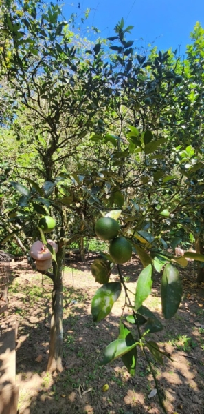 Chácara pé no asfalto biritiba mirim 6 dormitórios apenas 430 mil