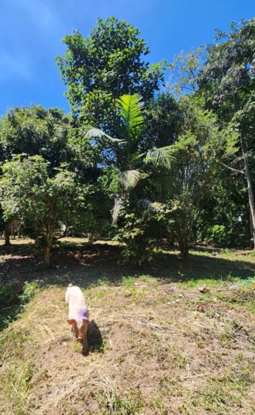 Chácara pé no asfalto biritiba mirim 6 dormitórios apenas 430 mil