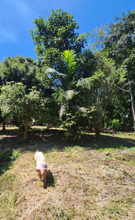 Chácara pé no asfalto biritiba mirim 6 dormitórios apenas 430 mil