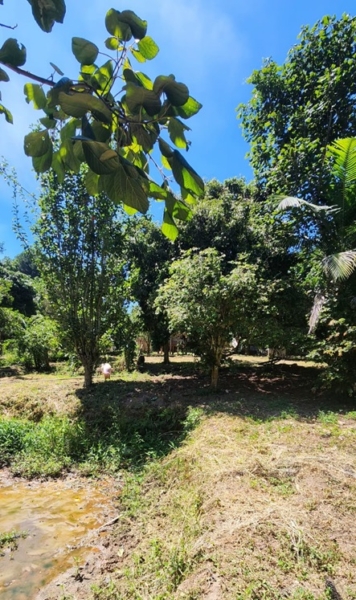 Chácara pé no asfalto biritiba mirim 6 dormitórios apenas 430 mil