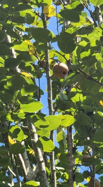 Chácara pé no asfalto biritiba mirim 6 dormitórios apenas 430 mil